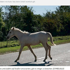 Wissenswert - Pferd büxt aus und kollidiert mit Auto ...