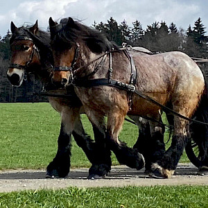 Zwischenstand PSK Oberschwaben-Cup Breitensport 2025 - Wolfegg 🏅