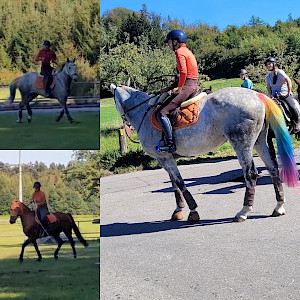 Sonne, Spaß und PSKO-Punkte: Orientierungsritt in Waldburg begeistert auf ganzer Linie 🐴☀️🏆